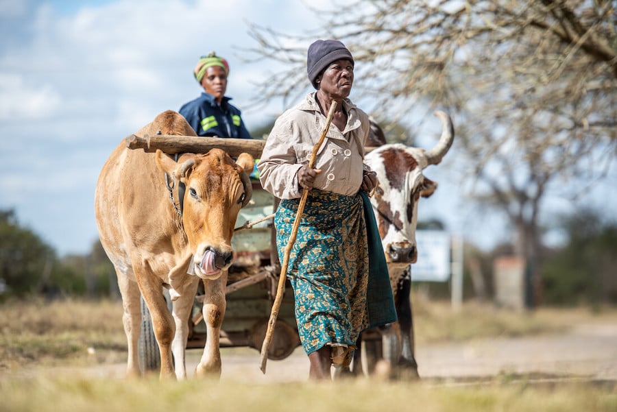 Photographer captures a woman leading a cart drawn by two oxen.