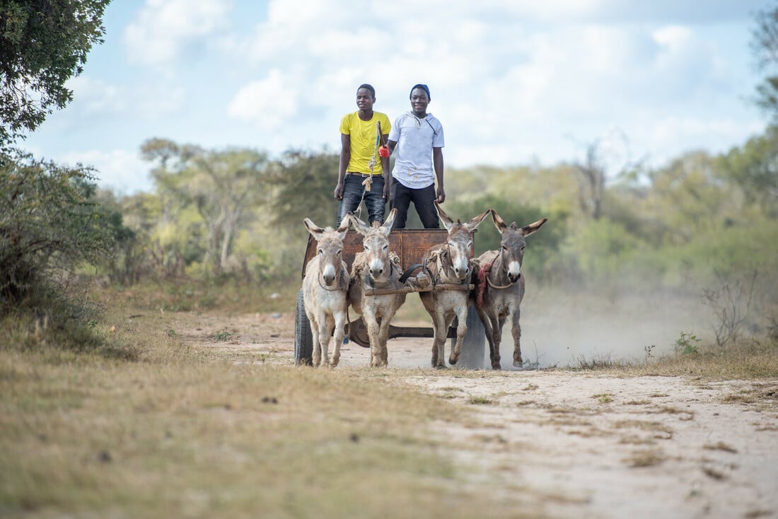 Two young men stand atop a donkey cart in Zimbabwe.