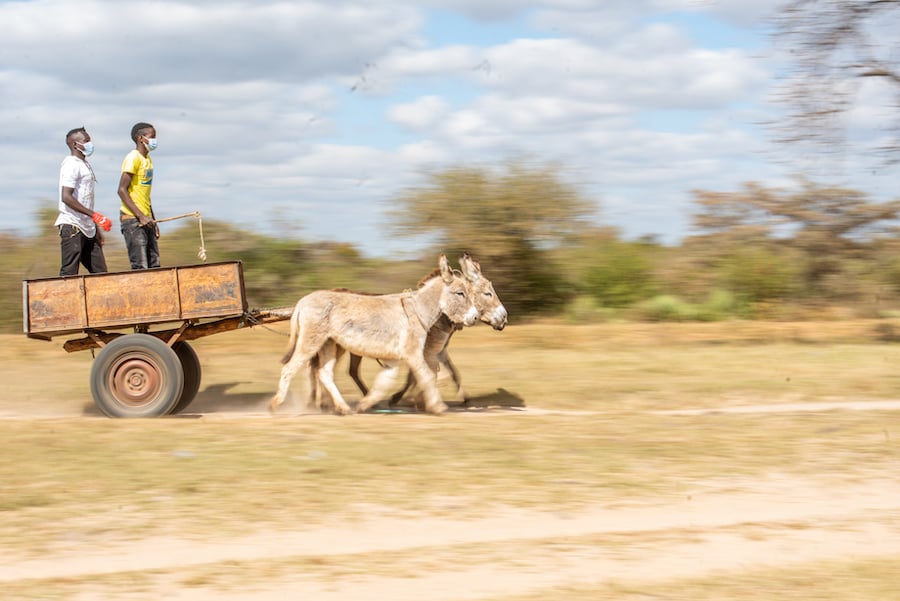 Journalist captures donkey-drawn cart in motion with two young men standing atop it.